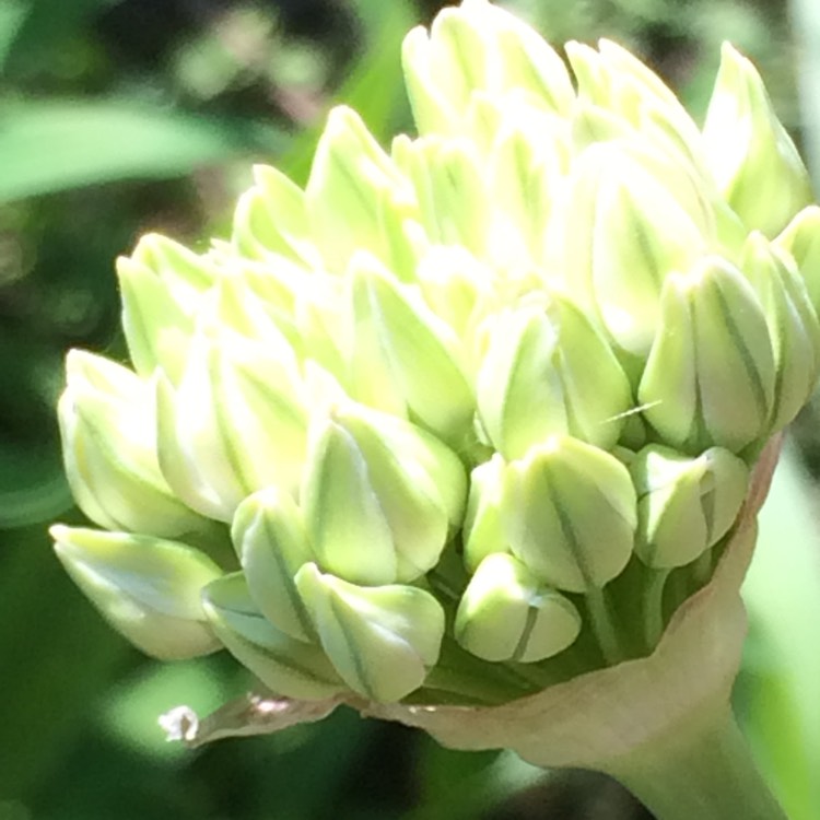 Plant image Allium 'Mont Blanc'