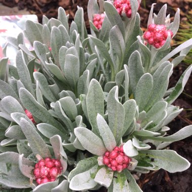 Helichrysum 'Ruby Cluster'