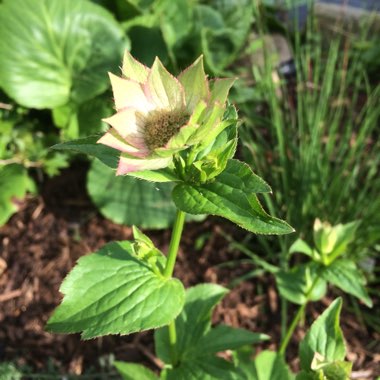 Astrantia major var. rosea syn. Astrantia maxima 'Rosea'