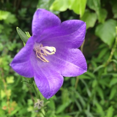 Campanula medium