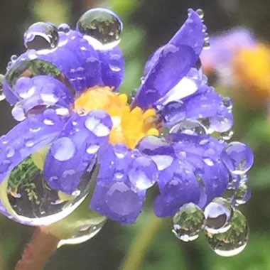 Felicia amelloides 'Wigetablue' syn. Felicia amelloides 'Felicitara Blue'