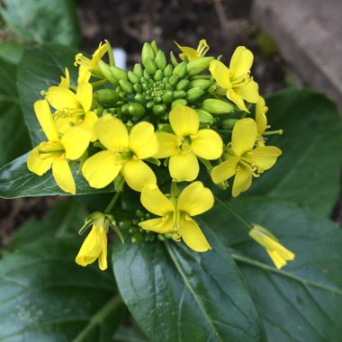 Brassica chinensis var. parachinensis