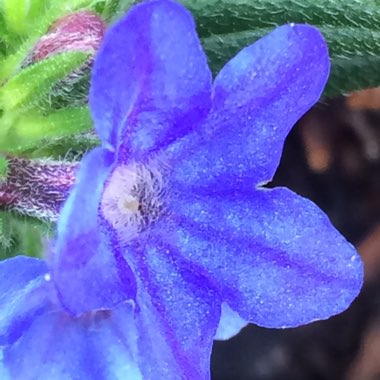 Lithodora diffusa 'Grace Ward' syn. Lithospermum prostratum 'Grace Ward'