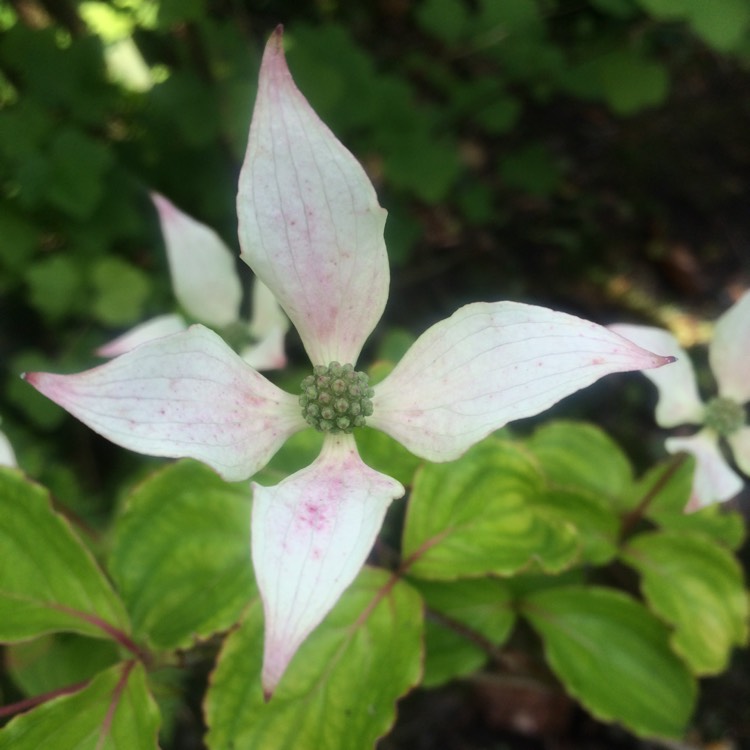 Plant image Cornus kousa 'China Girl'