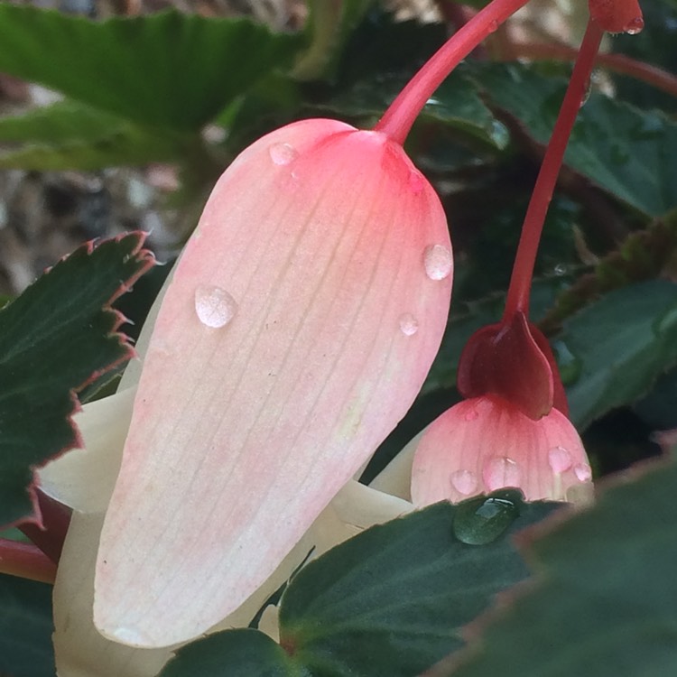 Plant image Begonia 'Yagance' (Million Kisses Series) syn. Begonia 'Million Kisses Elegance'