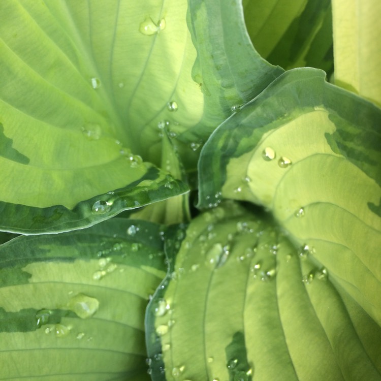 Plant image Hosta 'Gold Standard'