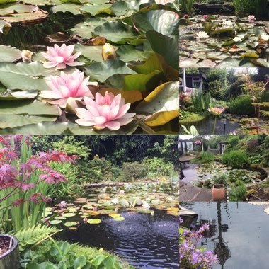 Nymphaea 'Attraction'