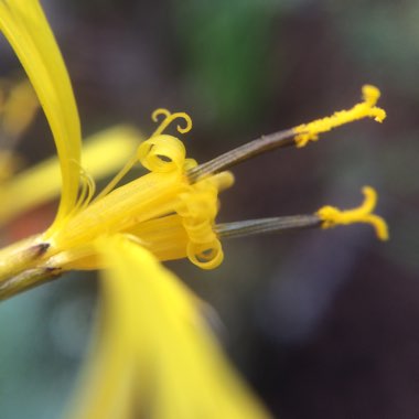 Ligularia przewalskii 'Dragon Wings'