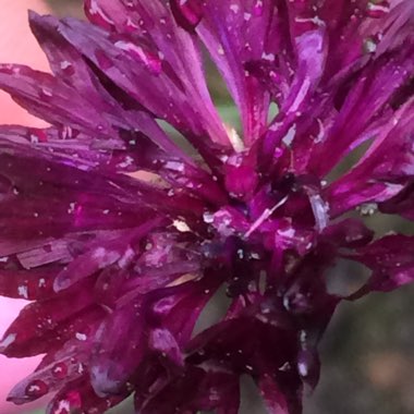 Centaurea cyanus 'Black Ball'