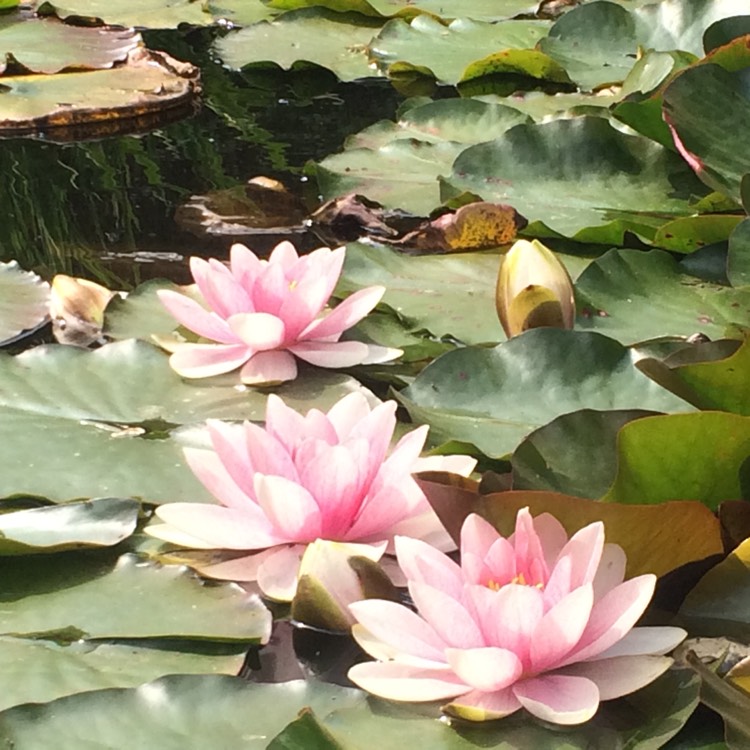 Plant image Nymphaea 'Attraction'