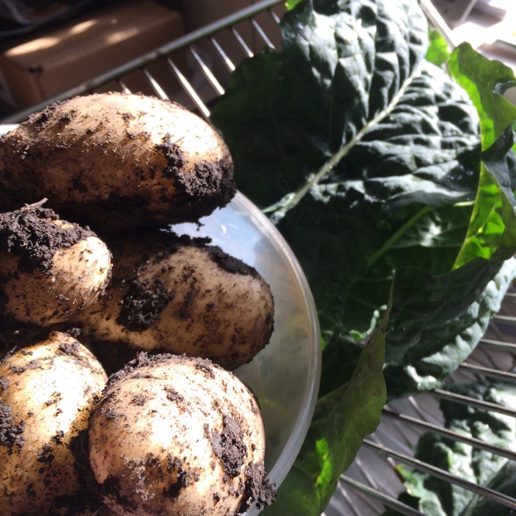 Plant image Solanum tuberosum 'Wilja'