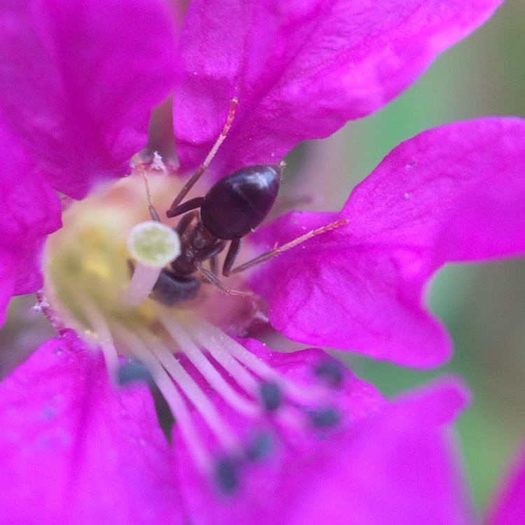 Plant image Lythrum salicaria 'Robert'