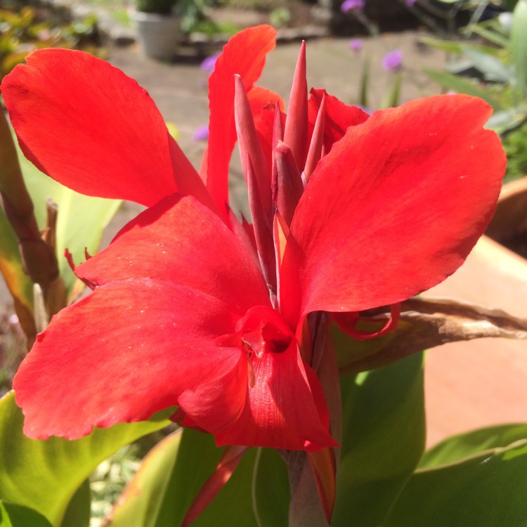 Plant image Canna 'Kreta' (Island Series)