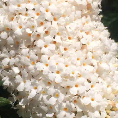 Buddleja