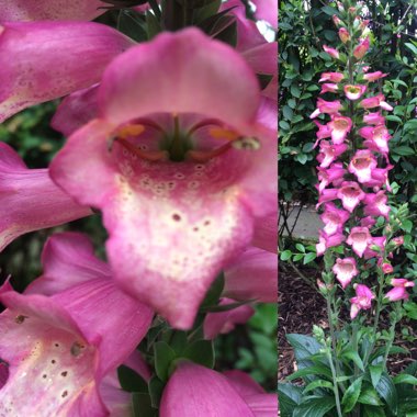 Digitalis x valinii 'Berry Canary'