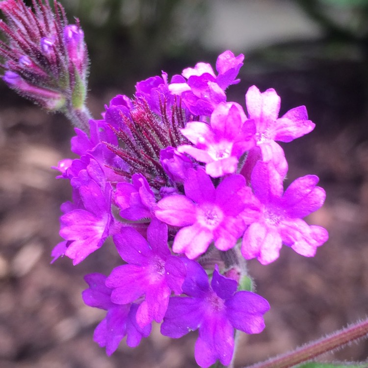 Plant image Verbena rigida syn. Verbena venosa