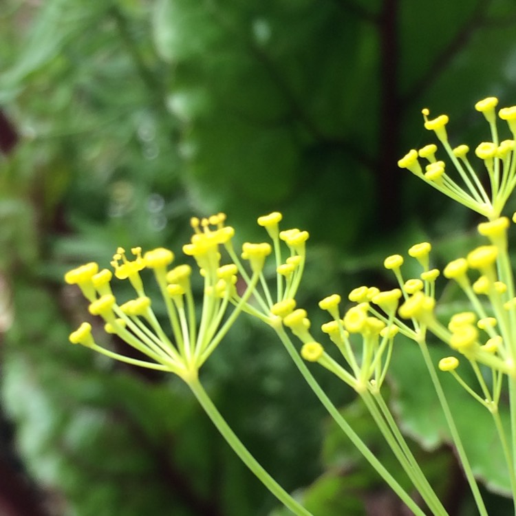 Plant image Anethum graveolens