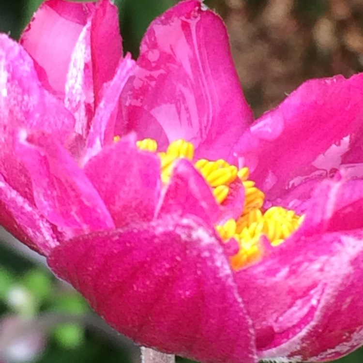 Plant image Anemone x hybrida 'Margarete'