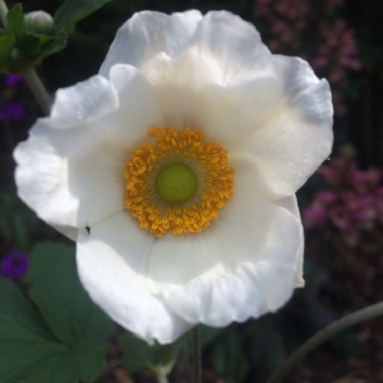 Plant image Anemone x hybrida 'Pocahontas' (Fantasy Series)