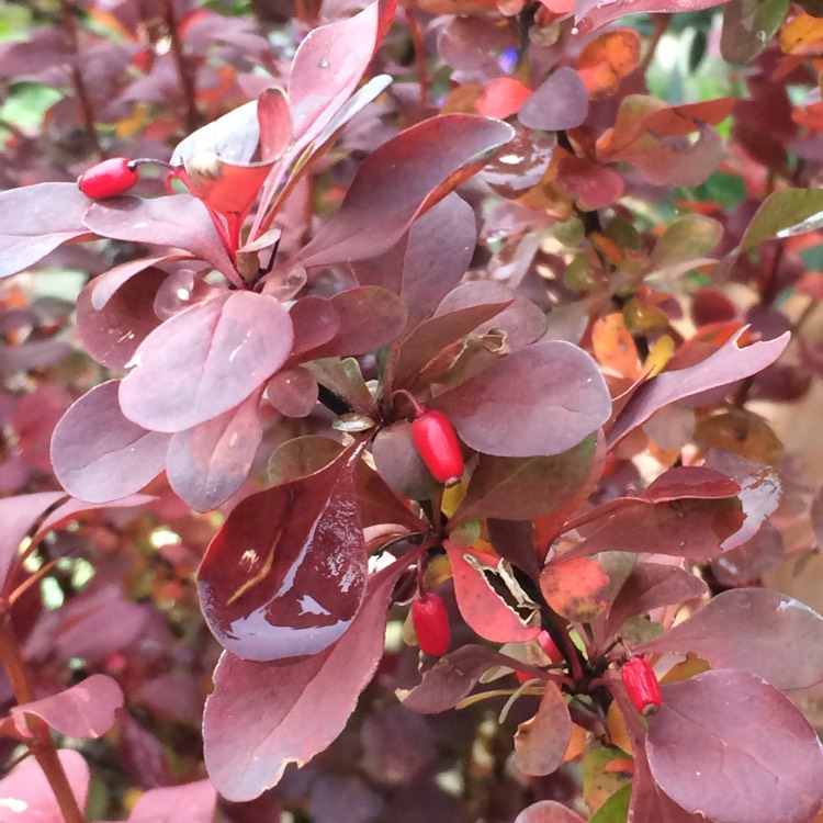 Plant image Berberis thunbergii f. atropurpurea 'Red Pillar'