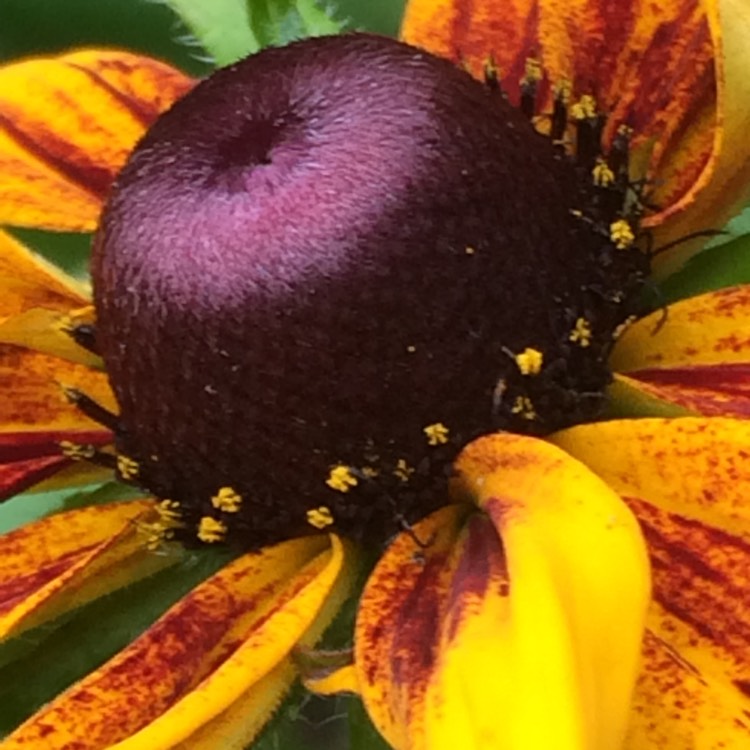 Plant image Rudbeckia 'Berlin'