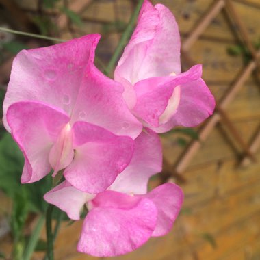 Lathyrus odoratus