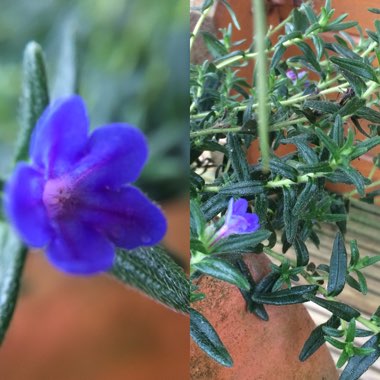 Lithodora diffusa 'Grace Ward' syn. Lithospermum prostratum 'Grace Ward'