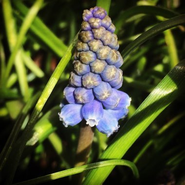 Muscari latifolium