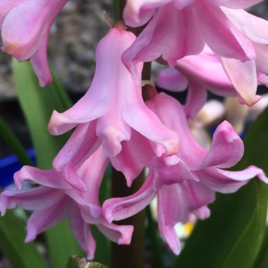 Hyacinthus orientalis 'Pink Pearl'