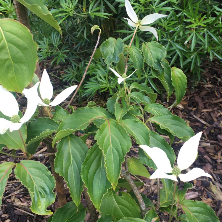 Plant image Cornus kousa 'China Girl'