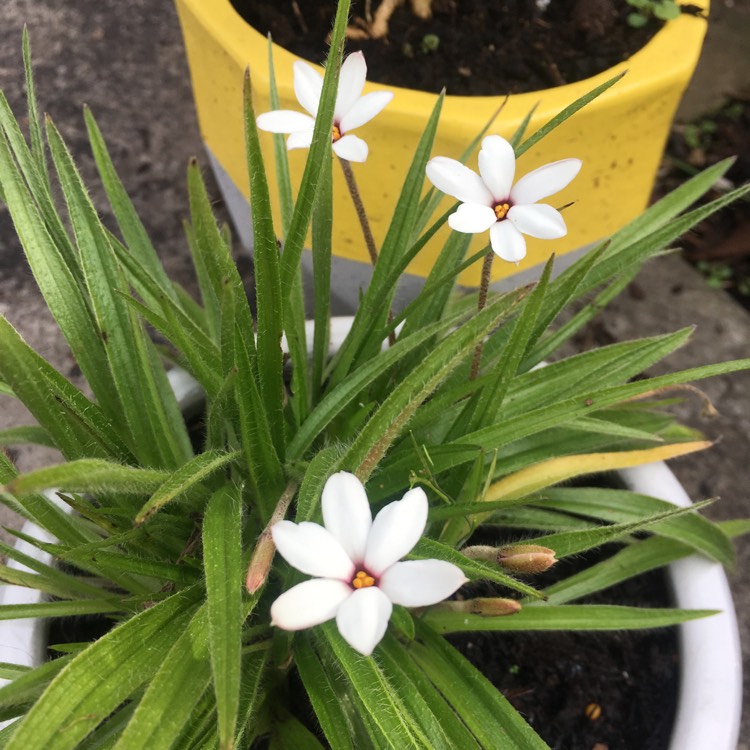 Plant image x Rhodoxis 'Summer Stars Peppermint' (Summer Stars Series)