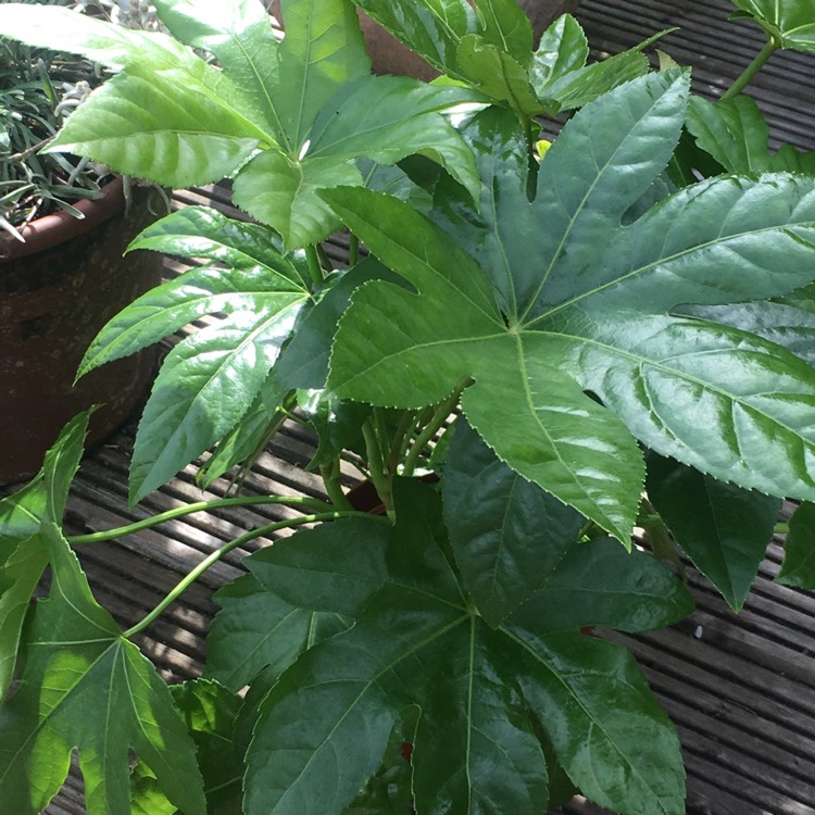 Fatsia japonica syn. Aralia japonica, Japanese Aralia - uploaded by ...