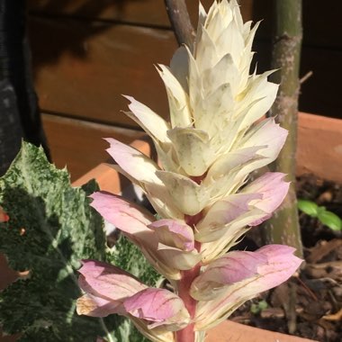 Acanthus mollis