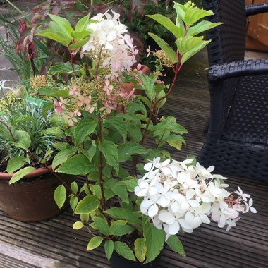 Hydrangea paniculata 'Phantom'