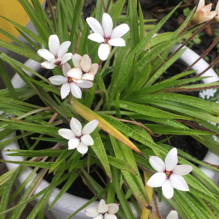 Plant image x Rhodoxis 'Summer Stars Peppermint' (Summer Stars Series)