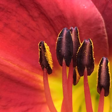 Hemerocallis 'Chicago Apache'