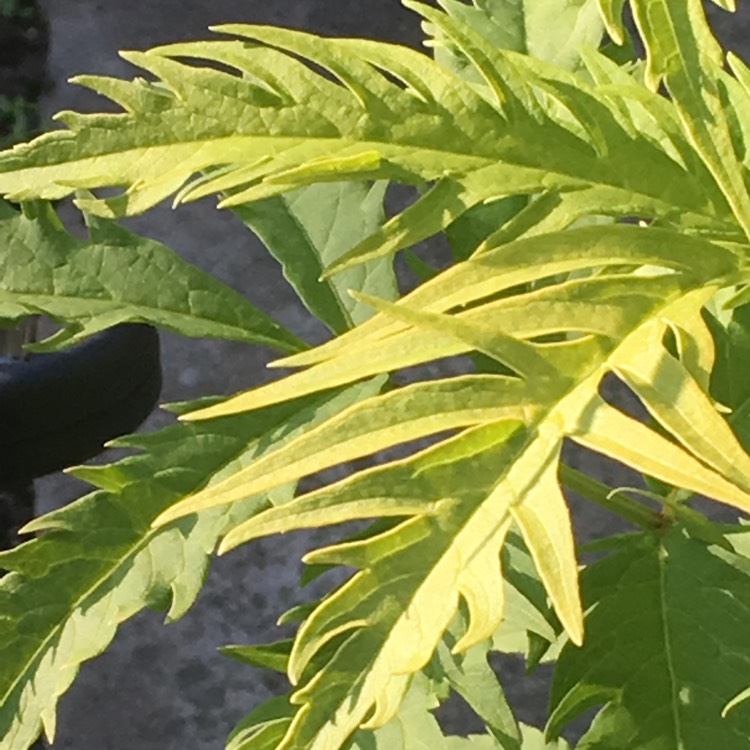 Plant image Sambucus racemosa 'Sutherland Gold'