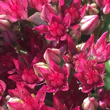 Sedum Spectabile 'Class Act'