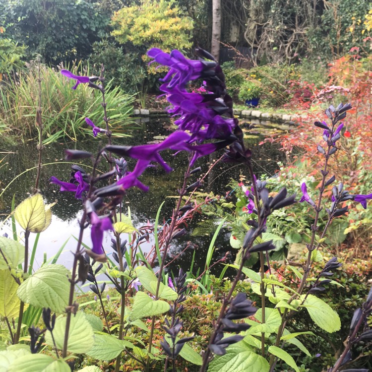 Plant image Salvia 'Mirage Deep Purple'