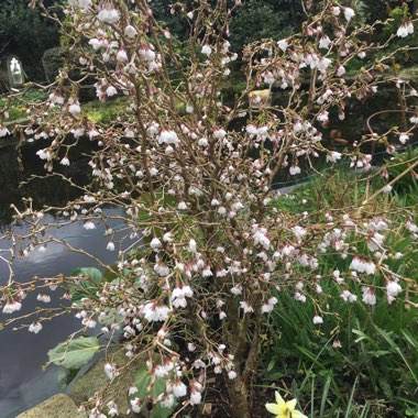 Prunus incisa 'Kojo-no-mai'