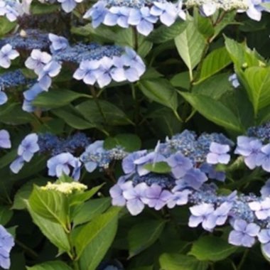 Hydrangea Macrophylla 'Blue Wave'