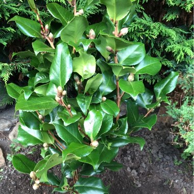 Camellia japonica 'Doctor King'