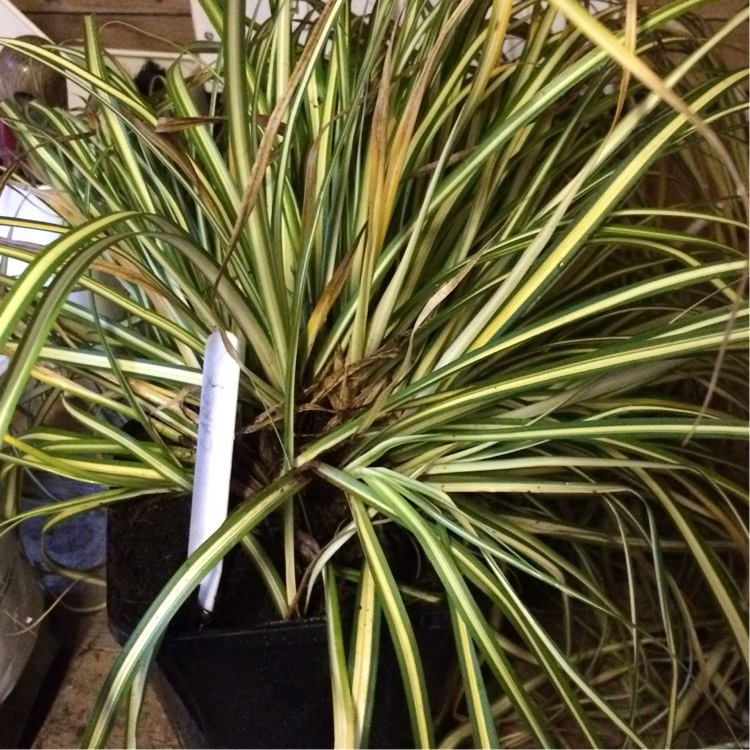 Plant image Carex oshimensis 'Evergold'