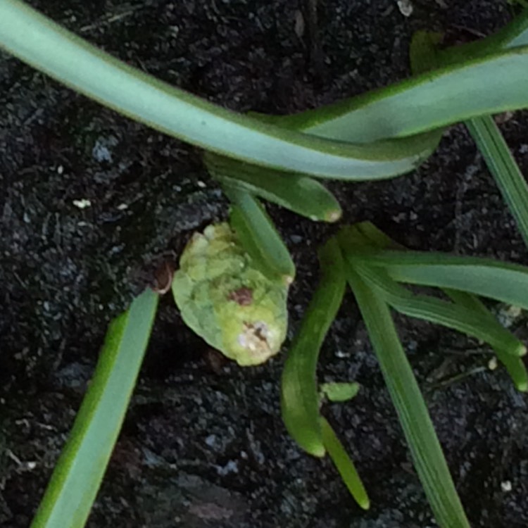 Plant image Pseudomuscari azureum syn. Muscari Azureum