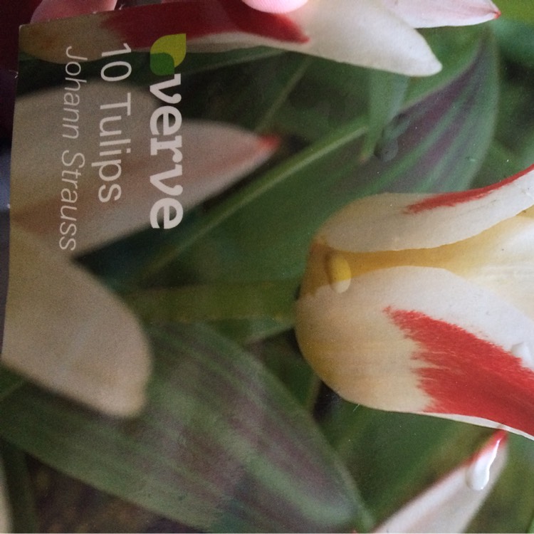 Plant image Tulipa 'Johann Strauss'