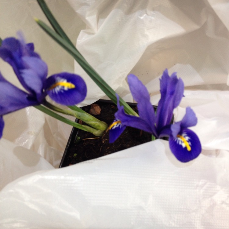 Plant image Iris 'George' syn. Iris reticulata 'George',  Iris histrioides 'George'