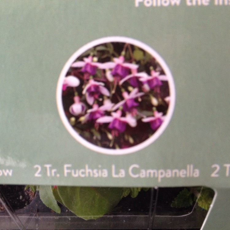 Plant image Fuchsia 'La Campanella'