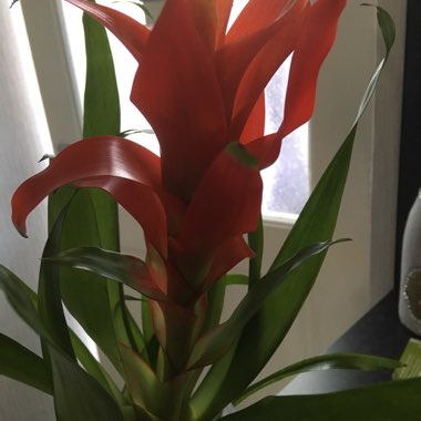 Guzmania lingulata