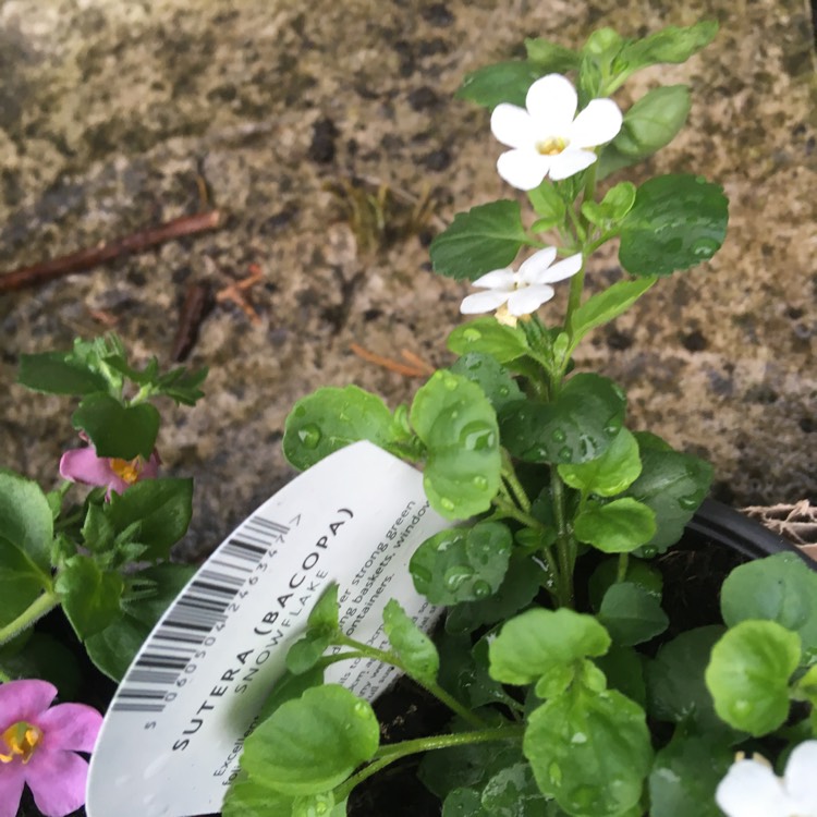 Plant image Sutera cordata 'Snowflake' syn. Bacopa cordata 'Snowflake'