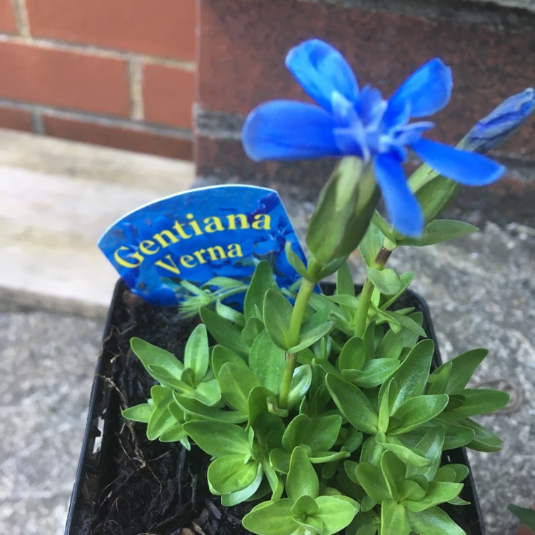 Plant image Gentiana verna